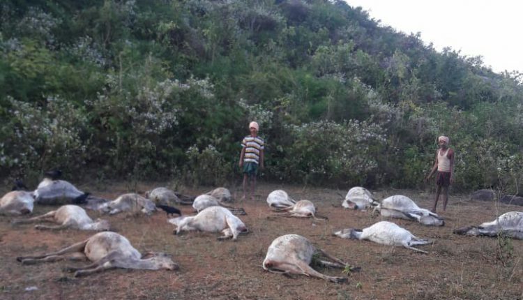 mysterious cattle deaths Ganjam district india