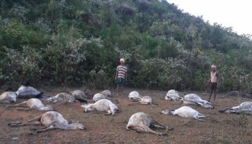 Click to enlarge mysterious cattle deaths Ganjam district india