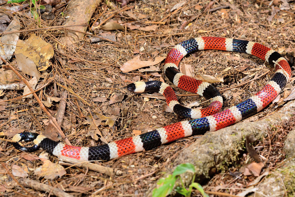 Central American coral snake