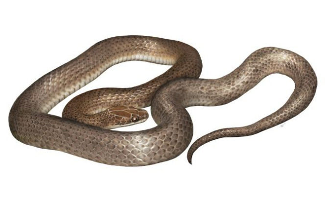 Cenaspis aenigma
