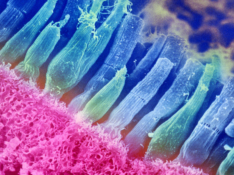 light receptors