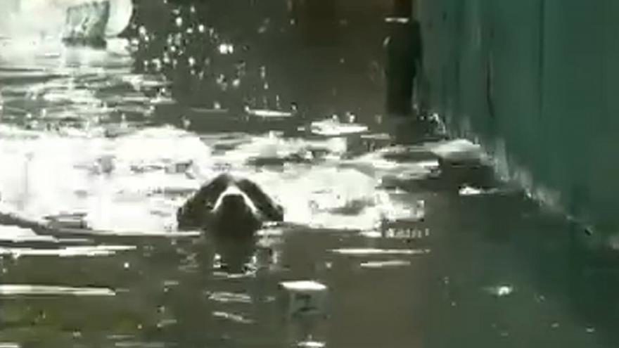 DOG IN WATER