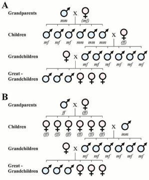 diagram father genes boy girl