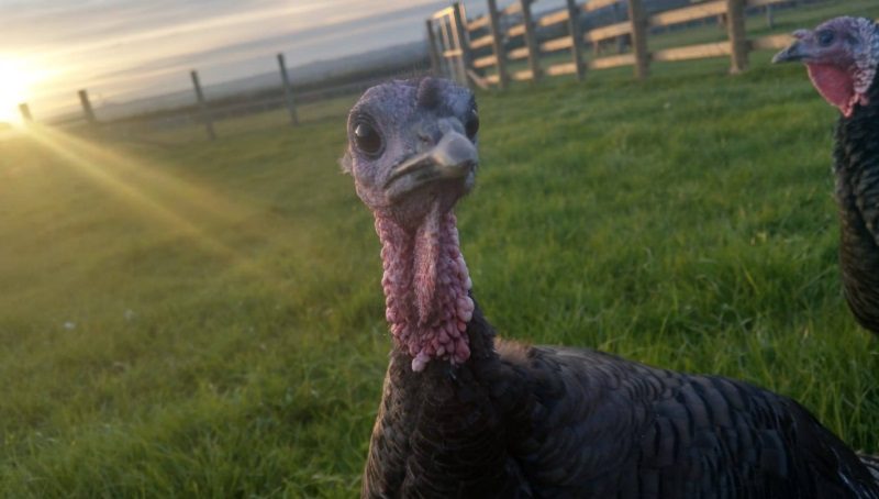 Click to enlarge Turkey