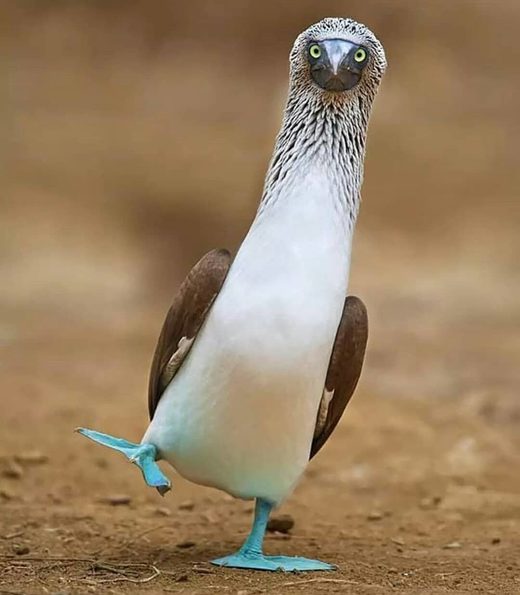 Click to enlarge Booby