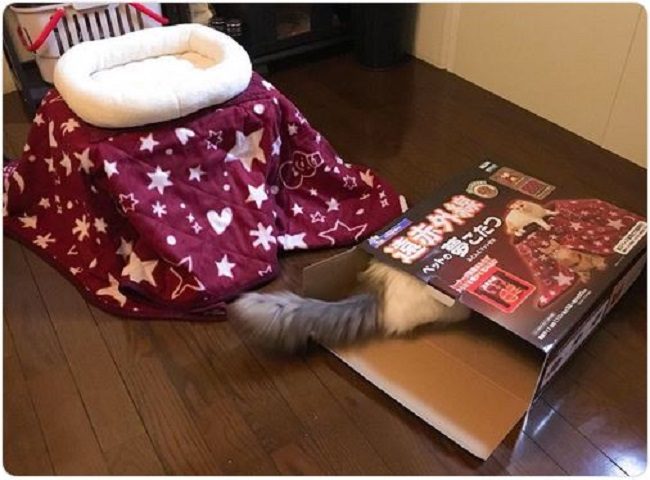 Kotatsu