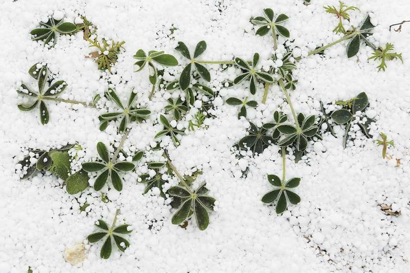 Click to enlarge Graupel