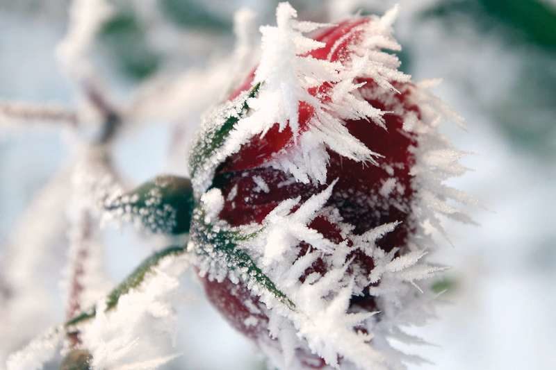Click to enlarge Hoar frost