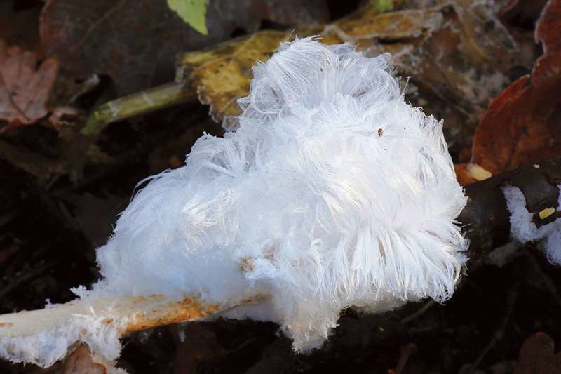 Frost flowers