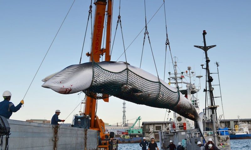 minke whale