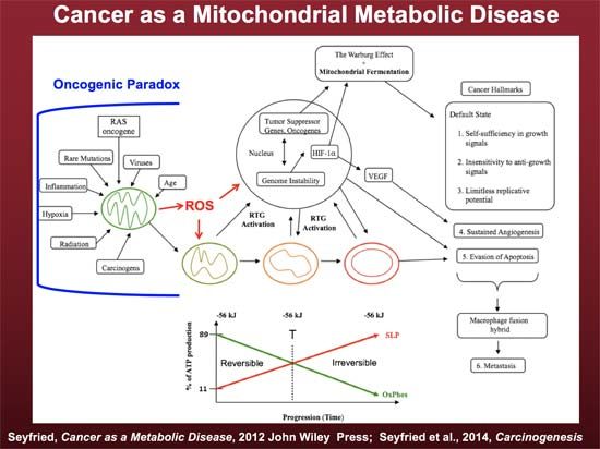 Click to enlarge mitochondrial disease