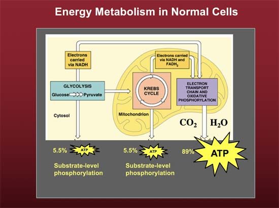 energy metabolism