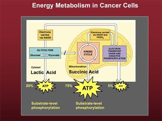 Click to enlarge energy metabolism cancer
