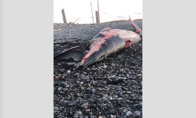 The body of a minke whale