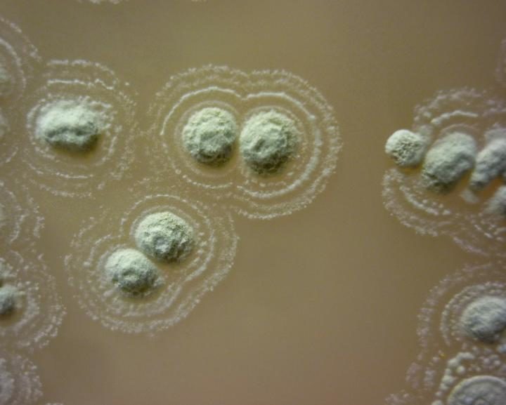 Streptomyces sp. myrophorea
