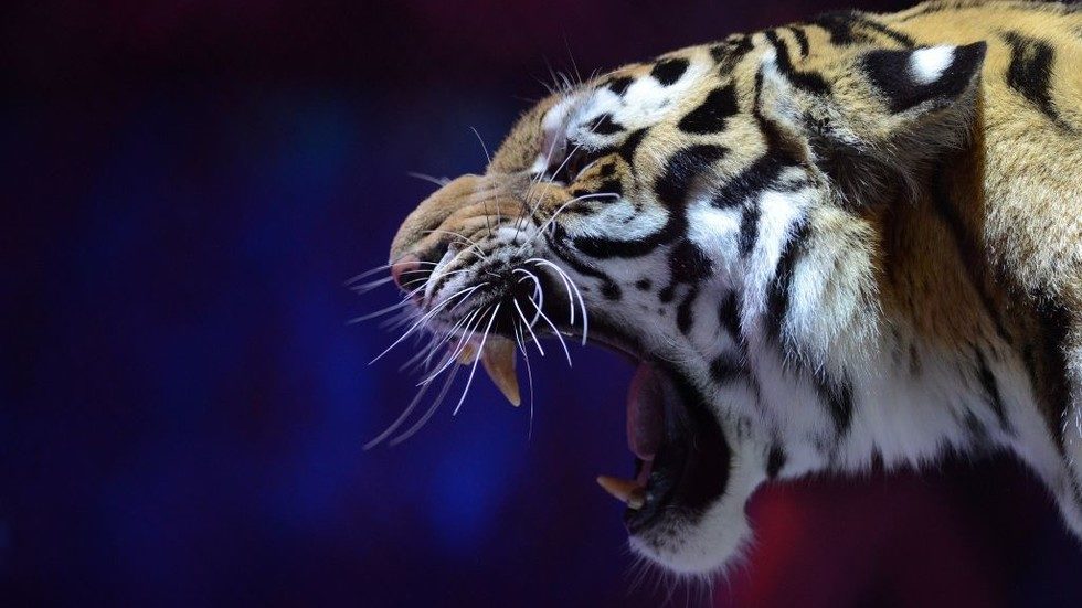 Tiger