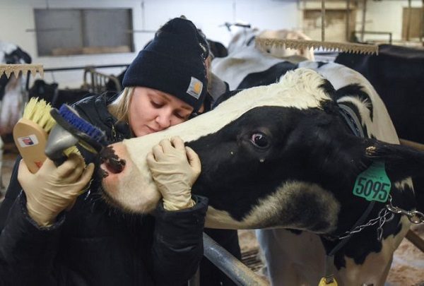 Therapy cow