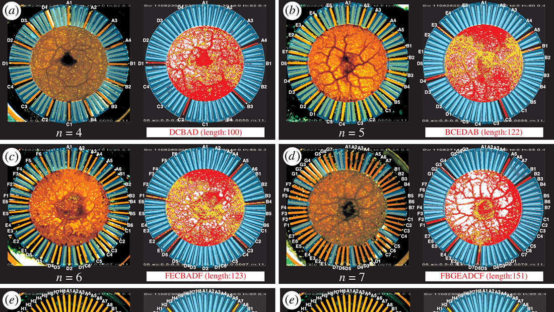 Click to enlarge Brainless Amoeba
