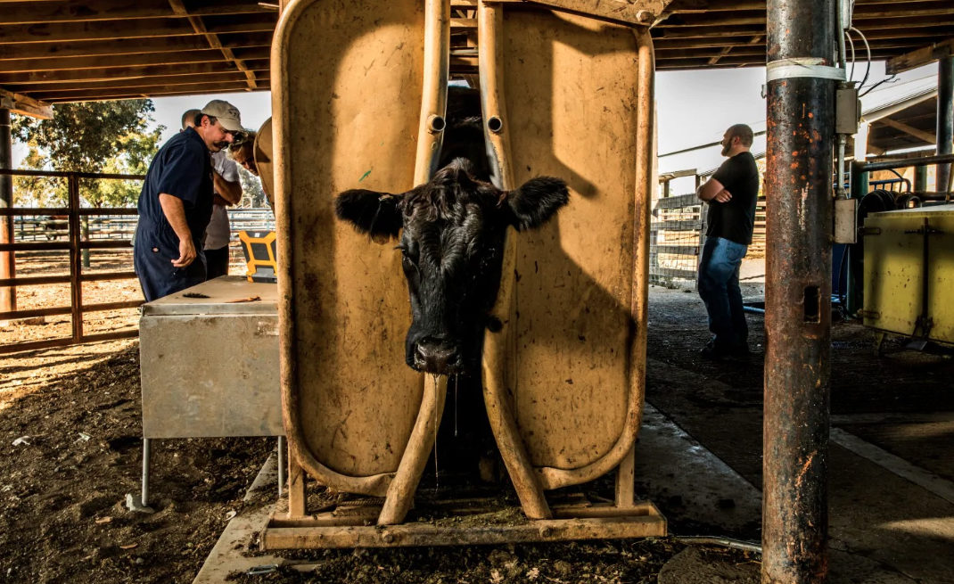 cows
