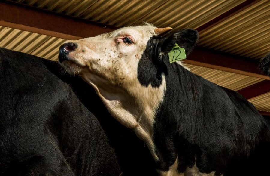 Click to enlarge cows