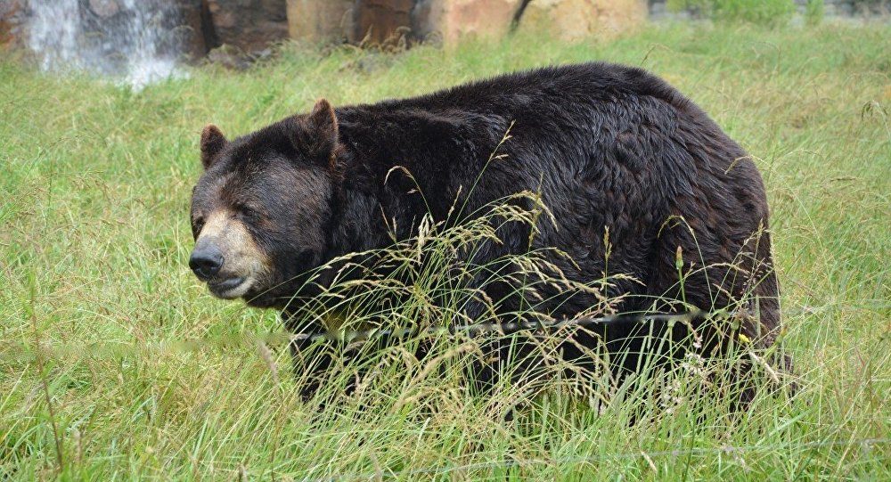 bear