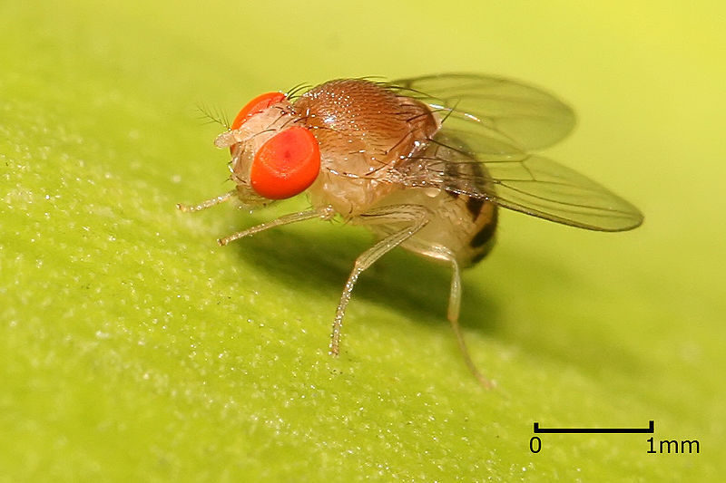 Click to enlarge Fruit Fly