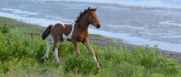 Click to enlarge swamp cancer Chincoteague pony
