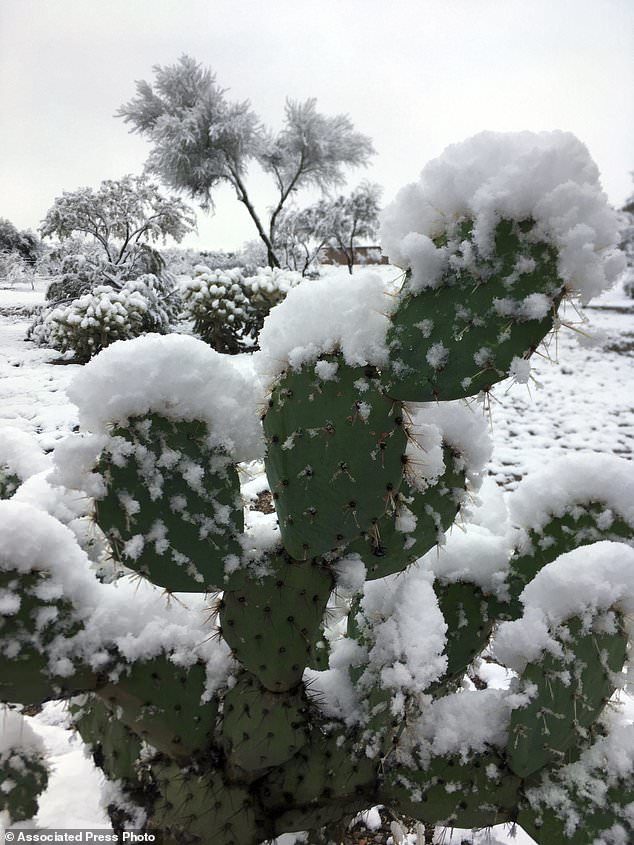 Snow partially covers a cactus outside of Tucson