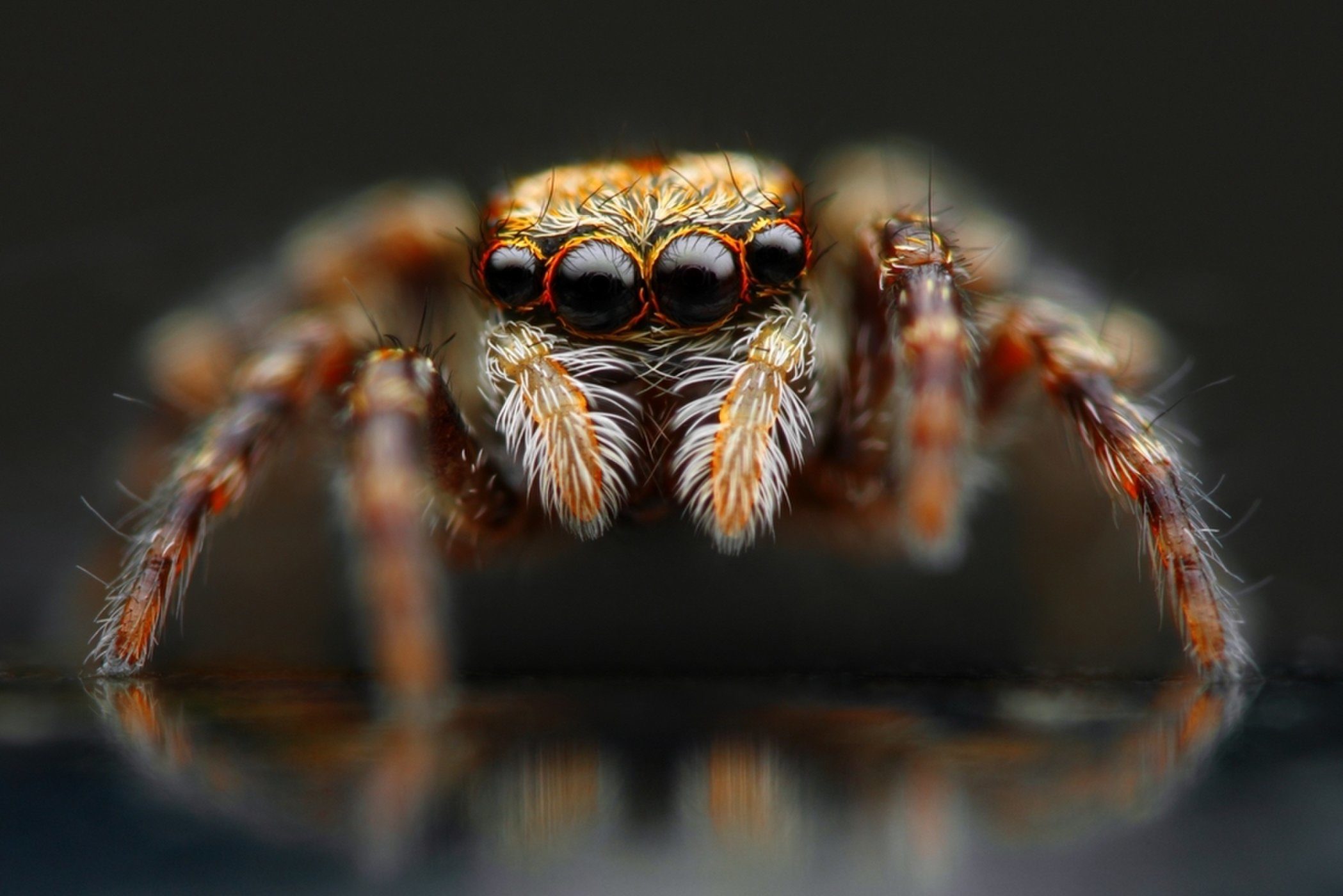Spider