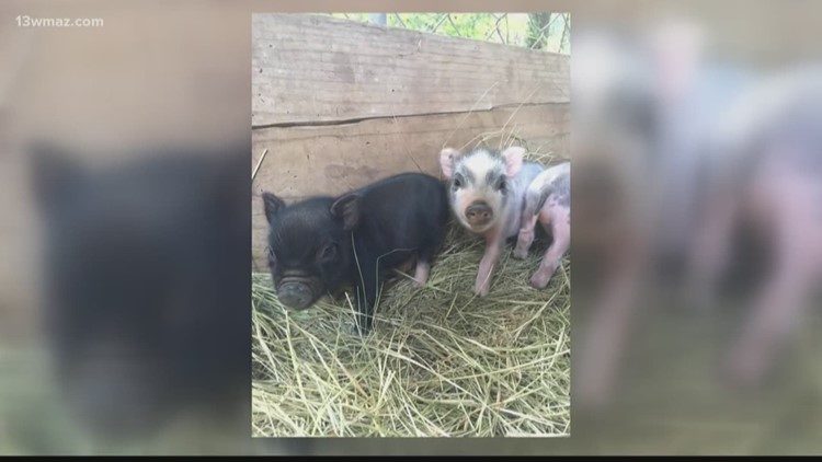 pigs