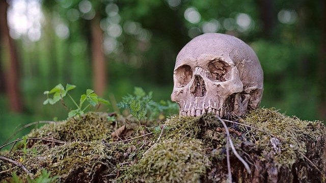 Skull