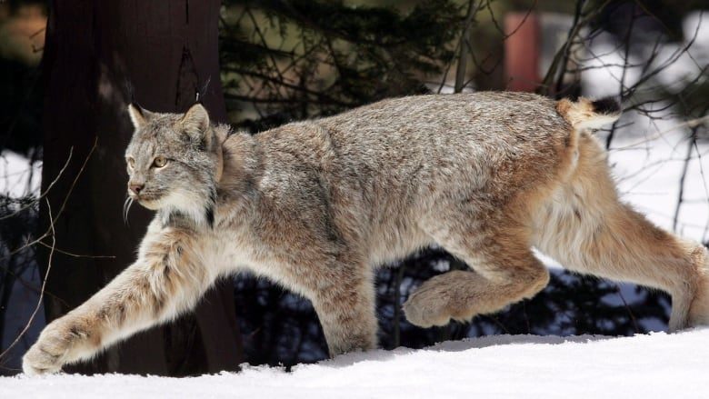 A local wildlife official says the lynx attacks