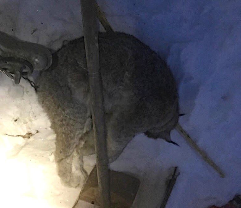 A local trapper caught this lynx in his trap on Tuesday.