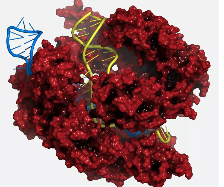 Click to enlarge CRISPR