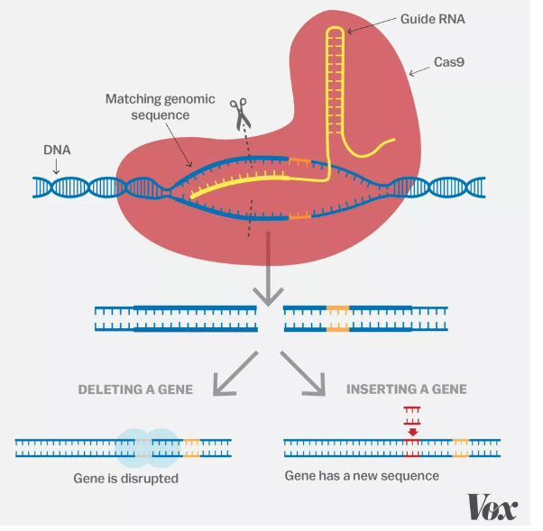 Click to enlarge CRISPR