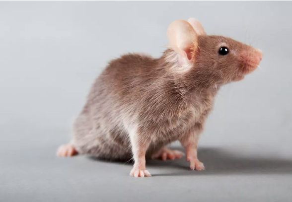Click to enlarge mice