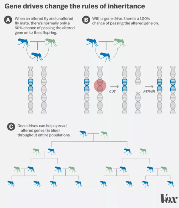 Click to enlarge gene drive
