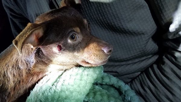 Reese the dog