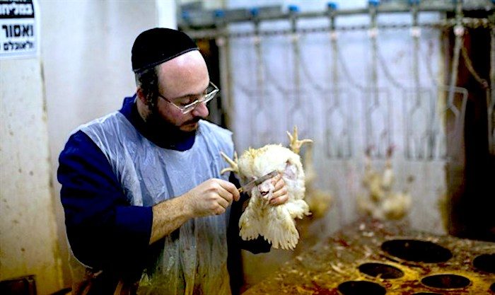Shechita kosher slaughter