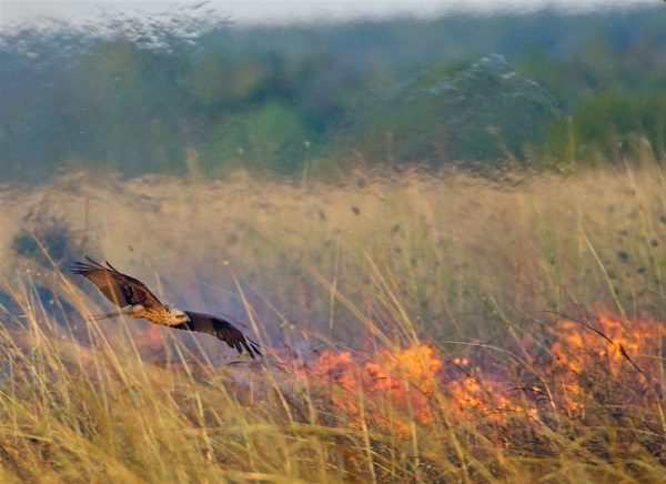 Click to enlarge kites hunt their prey by dropping burning branches