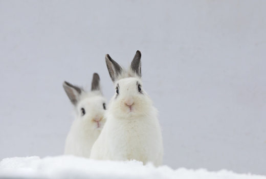 Click to enlarge white rabbits