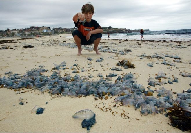 Bluebottle Queensland