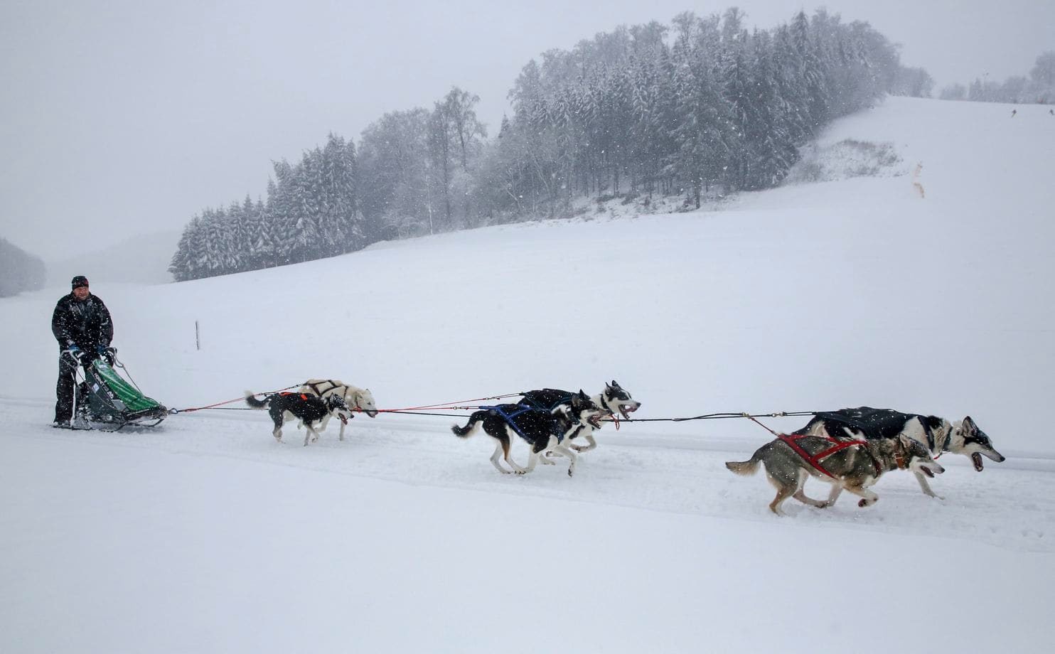 Musher Michael Ruopp is pulled by his huskies as he rides on a field near Lichtenstein, Germany, Sunday, Jan.6, 2019.