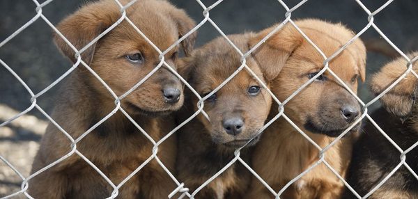 puppy mill