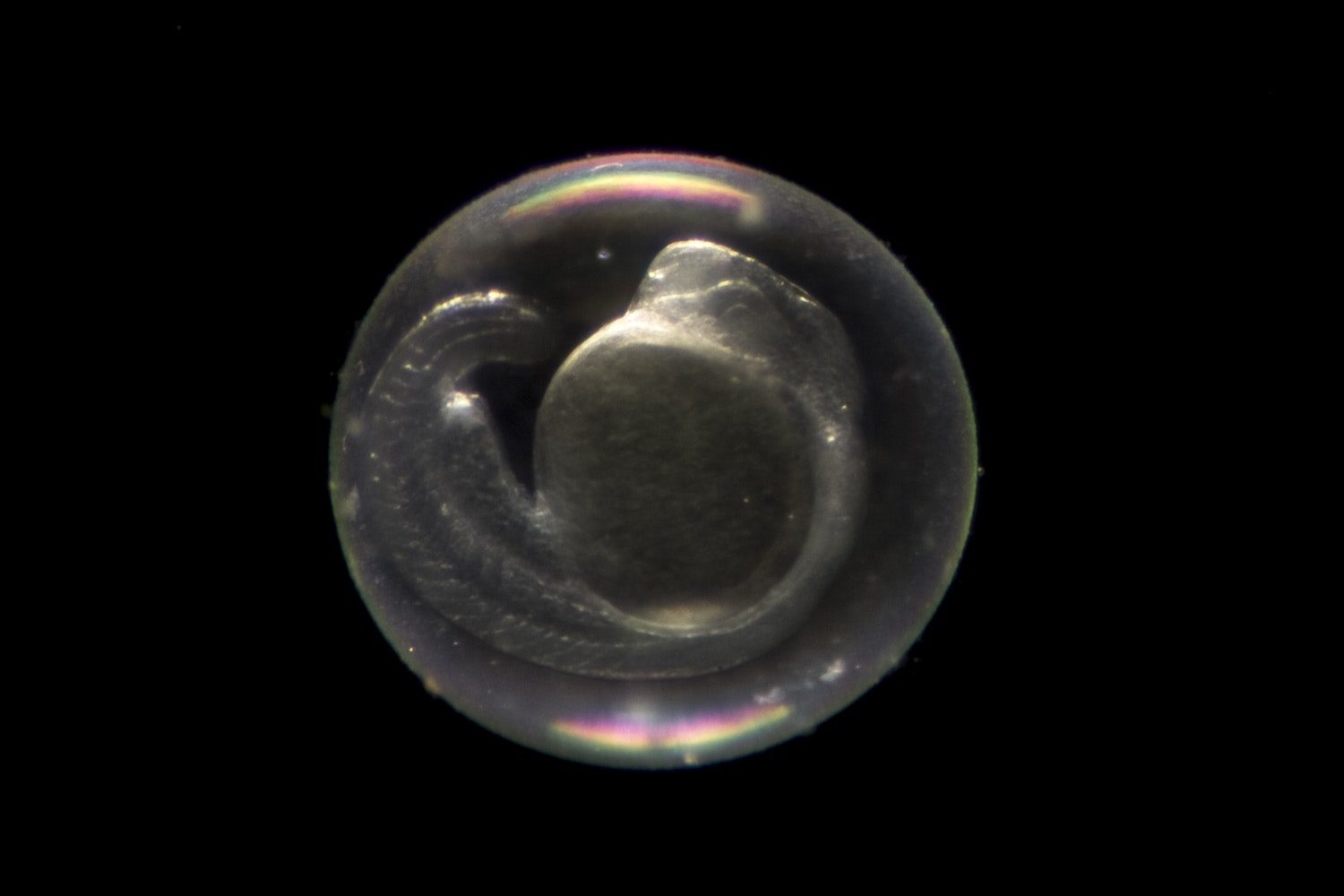zebrafish embryo
