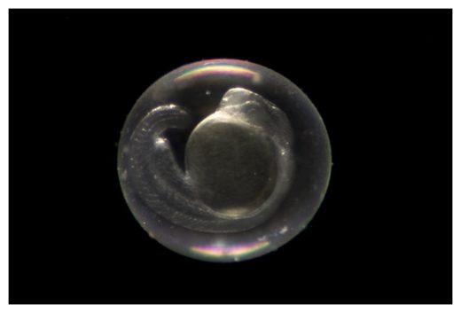 zebrafish embryo
