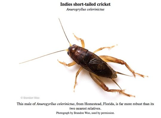 Click to enlarge russia cricket attack 3
