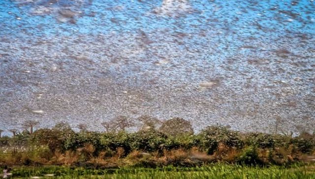 locusts mexico