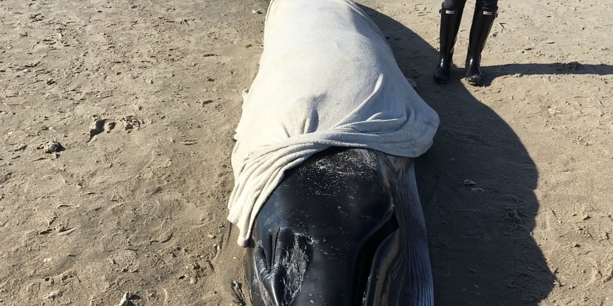 Endangered whale strands