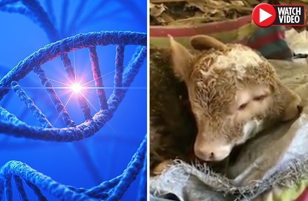 A calf with two heads and four eyes was born